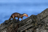Marine Otter running with food, Chanaral Island, Chile