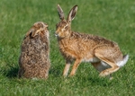 Hares portfolio