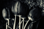 Tulips Mono