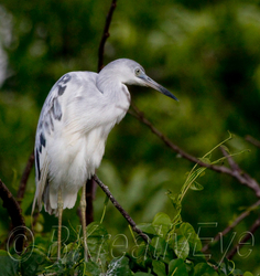 Birds 168