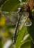 Southern Hawker Dragonfly, Cheshire