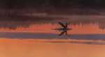Geese landing at Lake Boora, County Offaly, Ireland.