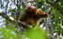Uacari monkey