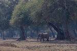 Elephant in the blue Light of Mana Pools