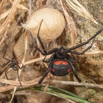European Black Widow Spider (Latrodectus tredecimaguttatus