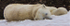 IMG_7453Polar Bear copy