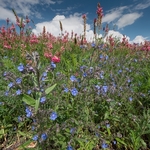 Roadside flowers pink Sainfoin (Onobrychis viciifolia) and blue Summer forget-me-not (Anchusa azurea) 