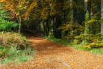 Learmount Forest (12104727)