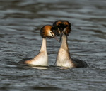 Grebe Pair 4090322