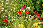 IMG_0010_palette_knife