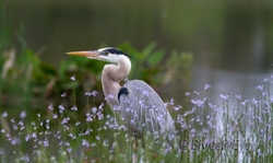 Great Blue Heron portfolio