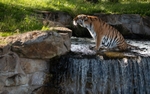 03 Janet Hill_taking a cooling dip