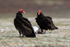 Turkey Vulture confrontation over penguin, Volunteer Point, Falklands