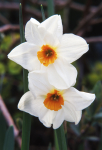 Narcissus 