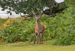 Red Deer - Cervus elaphus