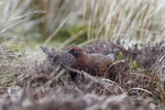 Teesdale  2018-04-17 15-02-03 