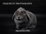 equiscot1981