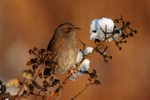 Dunnock