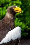 Stellar Sea Eagle - DSC_9783