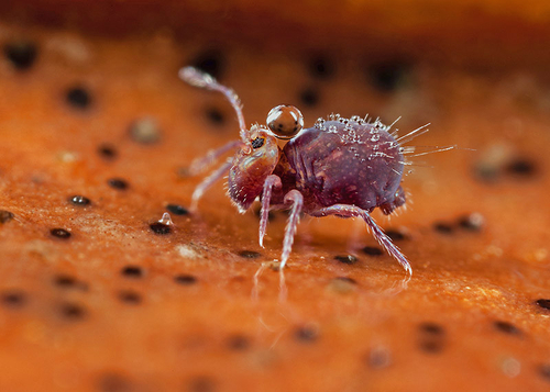 Dicyrtoma fusca in leaf litter, covered in water droplets. Warwickshire, December 2012.