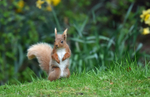 Red Squirrel