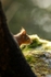 Red Squirrel 9