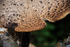 ACP_3377-1_Dryads_Saddle_Fungus