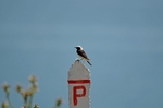 Pied Wheatear