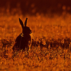 Brown Hare