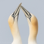 Gannet Couple 2 SD2026