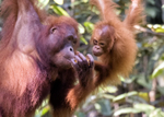 Orangutan Mother & Baby - Baku - Borneo