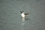 Little Auk
