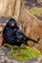 blackbird Turdus merula-3437