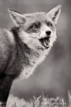 Vixen 260313-582bw