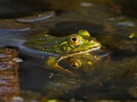 Edible Frog