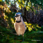 Blue Jay