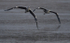 GREY HERON 7