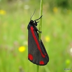 Cinnabar (Tyria jacobaeae)