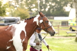S54 - Piebald & Skewbald Horse In Hand portfolio