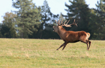 Red Deer, Rutting time