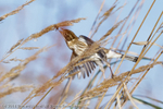 Reed Bunting (Emberiza schoeniclus) portfolio