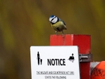Blue Tit