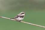 Southern Grey Shrike