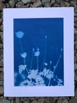 'Shadows II' One of a kind original non destructive  cyanotype