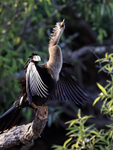 Anhinga portfolio
