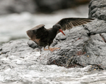 Blackish Oystercatcher (juvenile) jumping out of sea, Chanaral Island