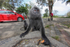 A silver leaf monkeys picking through a street venders sheet in Kuala