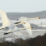 Whooper Swans