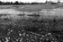 Weeds and Water