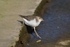 Spotted Sandpiper